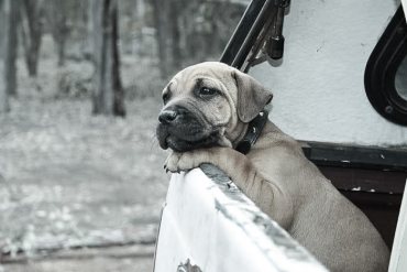 Travelling with dogs and pets