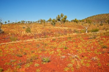 Spinifex bushes carpeting the landscape at Karijini